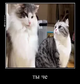 Sticker from комару и банда😼