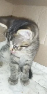 Sticker from Котятки МДГНКДЛ 💗
