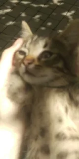 Sticker from Котятки МДГНКДЛ 💗