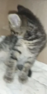 Sticker from Котятки МДГНКДЛ 💗