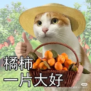 👍 emoji Китайские коты Telegram sticker 16 of 23