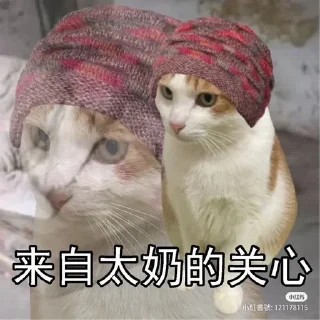 😾 emoji Китайские коты Telegram sticker 17 of 23