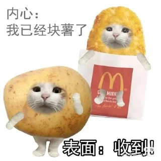 🙀 emoji Китайские коты Telegram sticker 18 of 23
