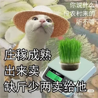 🤑 emoji Китайские коты Telegram sticker 1 of 23
