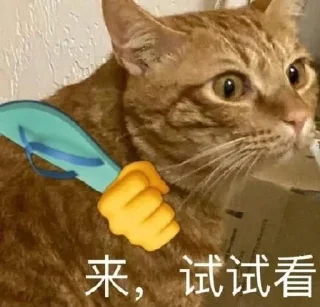 😡 emoji Китайские коты Telegram sticker 22 of 23