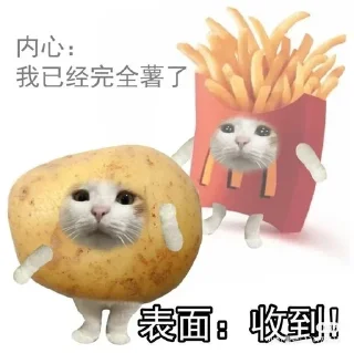 🙀 emoji Китайские коты Telegram sticker 19 of 23