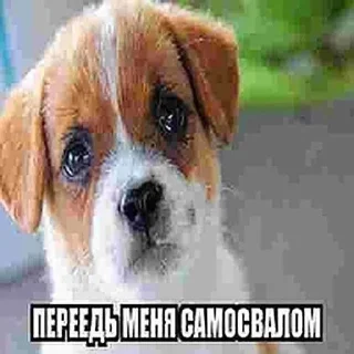 🥺 emoji ну типа мемы... Telegram sticker 7 of 35