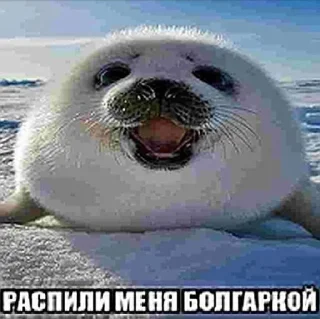 🥺 emoji ну типа мемы... Telegram sticker 8 of 35