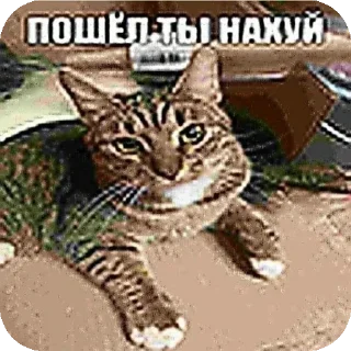 Sticker from Котаке