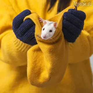 🧥 emoji Криски Лариски Telegram sticker 19 of 25