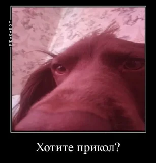 Sticker from Ричь китаец