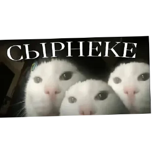 🫥 emoji Братство Бешеных Верблюдов🍳 pack by @QuotLyBot Telegram sticker 23 of 120