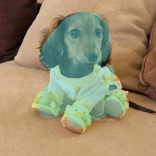 🌟 emoji Ещё один стикерпак для таксы Telegram sticker 23 of 75