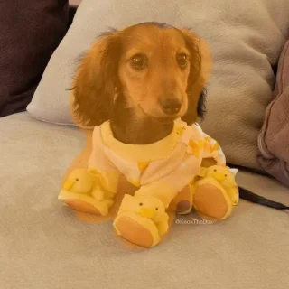 🌟 emoji Ещё один стикерпак для таксы Telegram sticker 8 of 75