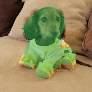 🌟 emoji Ещё один стикерпак для таксы Telegram sticker 18 of 75