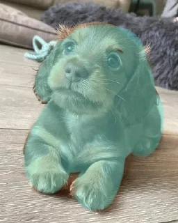🌟 emoji Ещё один стикерпак для таксы Telegram sticker 22 of 75