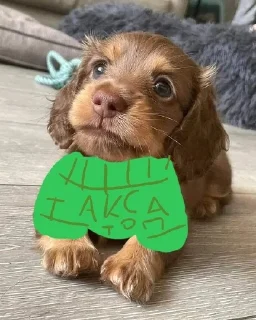 🌟 emoji Ещё один стикерпак для таксы Telegram sticker 17 of 75