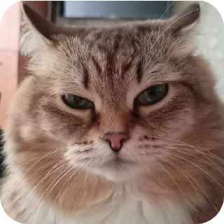 😀 emoji Кере кере Создано в @sozdsti_bot Telegram sticker 23 of 70