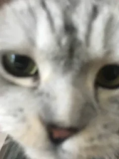 😡 emoji Moikotyata Telegram sticker 10 of 15