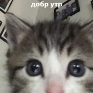 💚 emoji доброе утро спокойной ночи я ссикать Telegram sticker 2 of 15