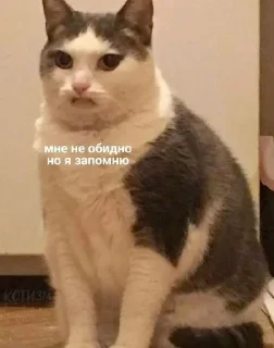Sticker from Котыыыы