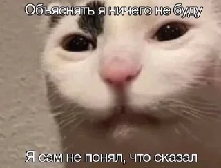 Sticker from Котыыыы
