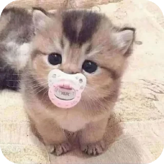 🐱 emoji демонша отсоска #одадоза Telegram sticker 20 of 42