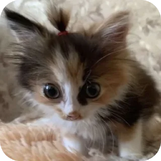 🐱 emoji демонша отсоска #одадоза Telegram sticker 7 of 42
