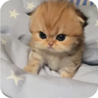 🐱 emoji демонша отсоска #одадоза Telegram sticker 11 of 42