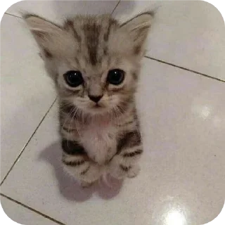 🐱 emoji демонша отсоска #одадоза Telegram sticker 15 of 42