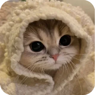 🐱 emoji демонша отсоска #одадоза Telegram sticker 19 of 42
