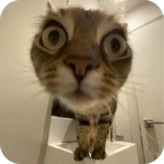 🐱 emoji демонша отсоска #одадоза Telegram sticker 10 of 42