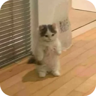 🐱 emoji демонша отсоска #одадоза Telegram sticker 8 of 42