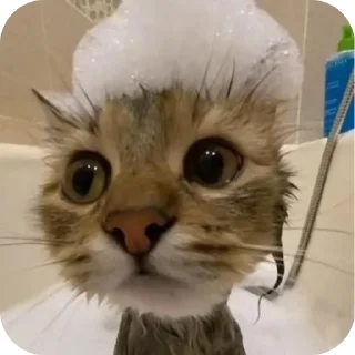 🐱 emoji демонша отсоска #одадоза Telegram sticker 17 of 42