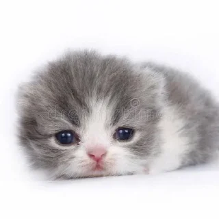 Sticker from котята геншиненка