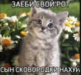 Sticker from котята геншиненка