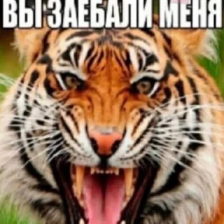 💬 emoji дристня соуса Telegram sticker 12 of 116