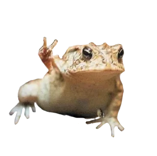 🐸 emoji @sticksbb 🩷 <- канал со стиками Telegram sticker 4 of 35
