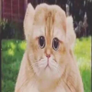😼 emoji @neco_arc me fr Telegram sticker 14 of 56