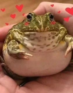 Sticker from I worship frogs