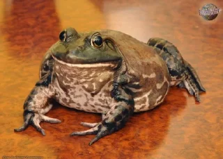 Sticker from I worship frogs