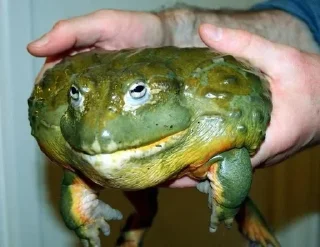 Sticker from I worship frogs