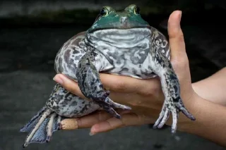 Sticker from I worship frogs