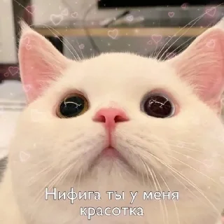 Sticker from для любви 2