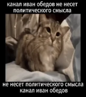 😼 emoji мемная чакушка Telegram sticker 2 of 36