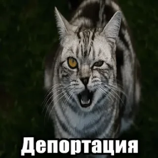 😼 emoji мемная чакушка Telegram sticker 11 of 36