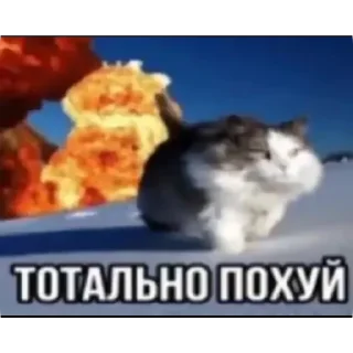 🐱 emoji Автор @Genifak Telegram sticker 13 of 119