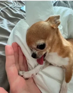 🤝 emoji chihuahua Telegram sticker 24 of 58