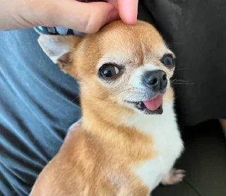 😋 emoji chihuahua Telegram sticker 11 of 58