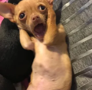 😱 emoji chihuahua Telegram sticker 9 of 58